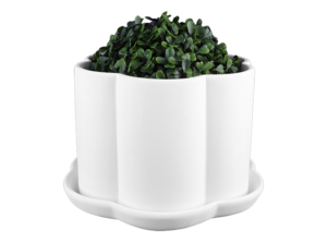 tall plant pots for indoor plants The Big and Bright Duo Houseplants - Large (tall) Grow Pots